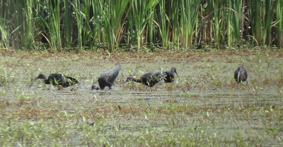 Glossy Ibis - shelley seidman