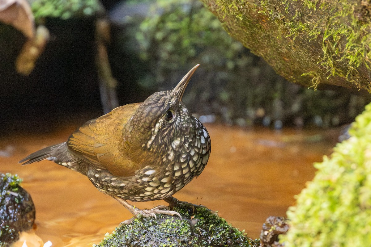 Sharp-tailed Streamcreeper - ML622890954