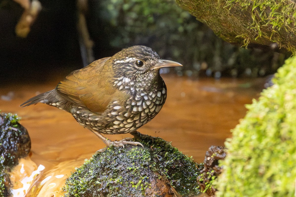 Sharp-tailed Streamcreeper - ML622890964