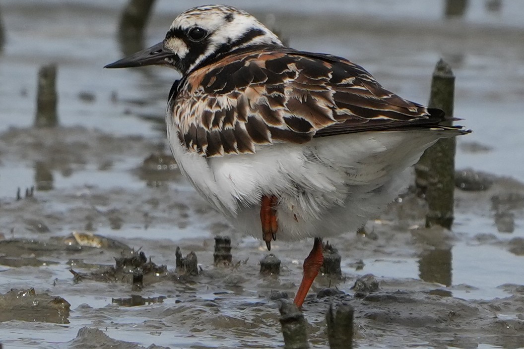 Ruddy Turnstone - James Bourne