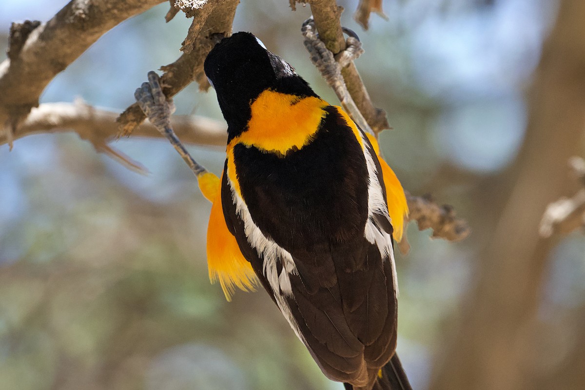 Venezuelan Troupial - ML622890973