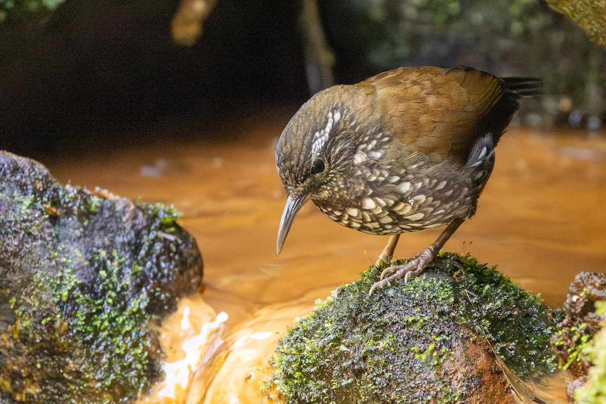 Sharp-tailed Streamcreeper - ML622891001