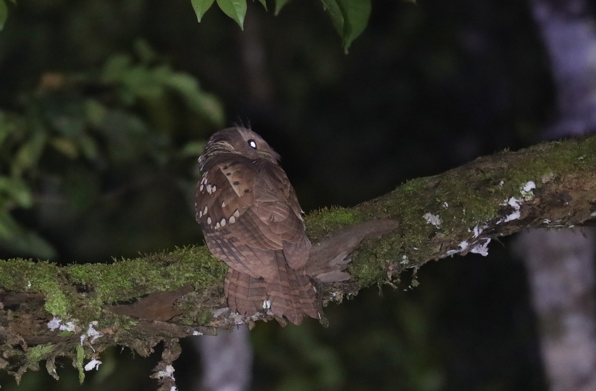 Dulit Frogmouth - ML622891099