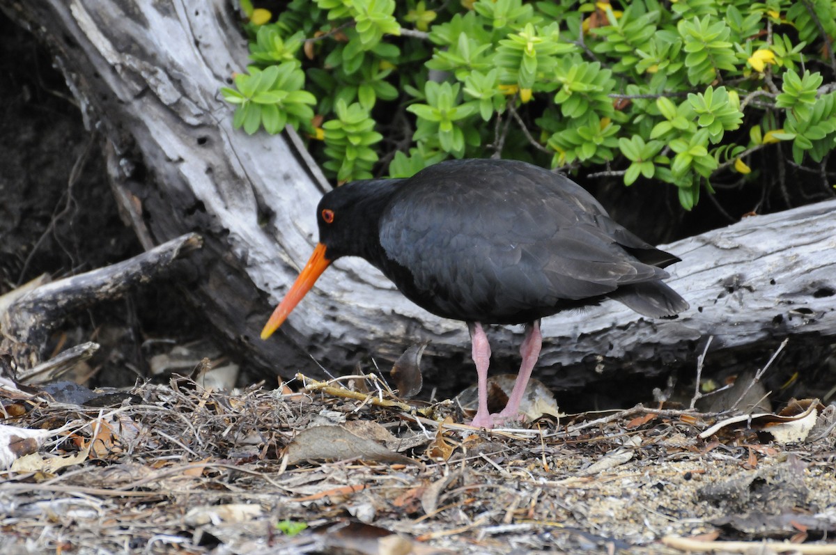 Variable Oystercatcher - Ted Sears