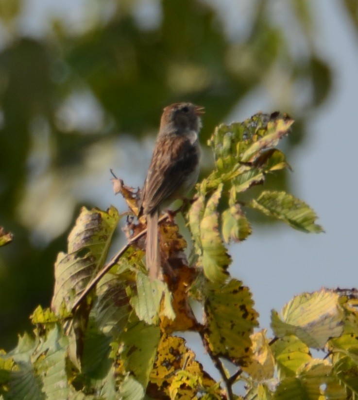 Field Sparrow - Kerry Beaghan