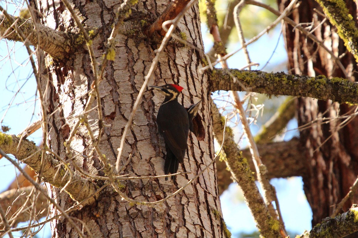 Pileated Woodpecker - Braden Meyer