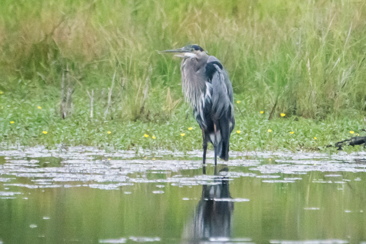 Great Blue Heron - ML622891125