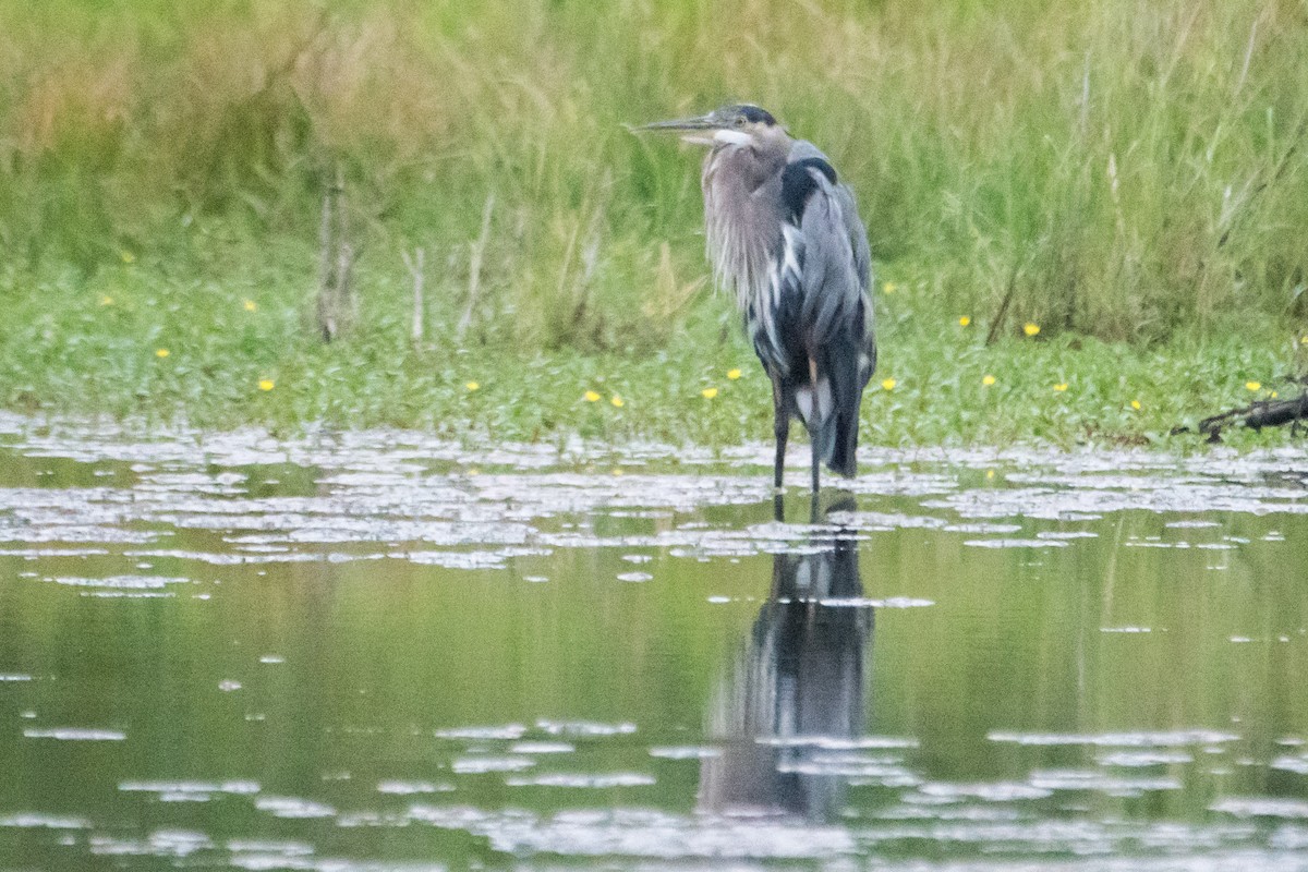 Great Blue Heron - ML622891126