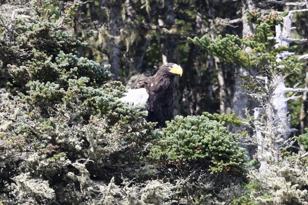 Steller's Sea-Eagle - ML622891181