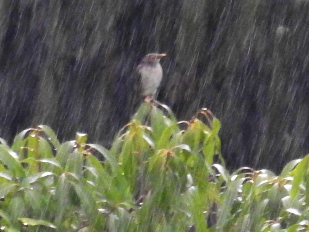 Spectacled Thrush - ML622891185