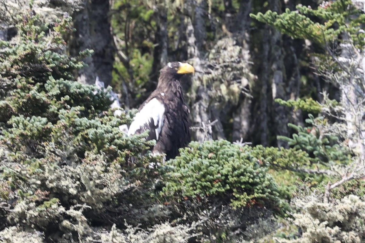 Steller's Sea-Eagle - ML622891186