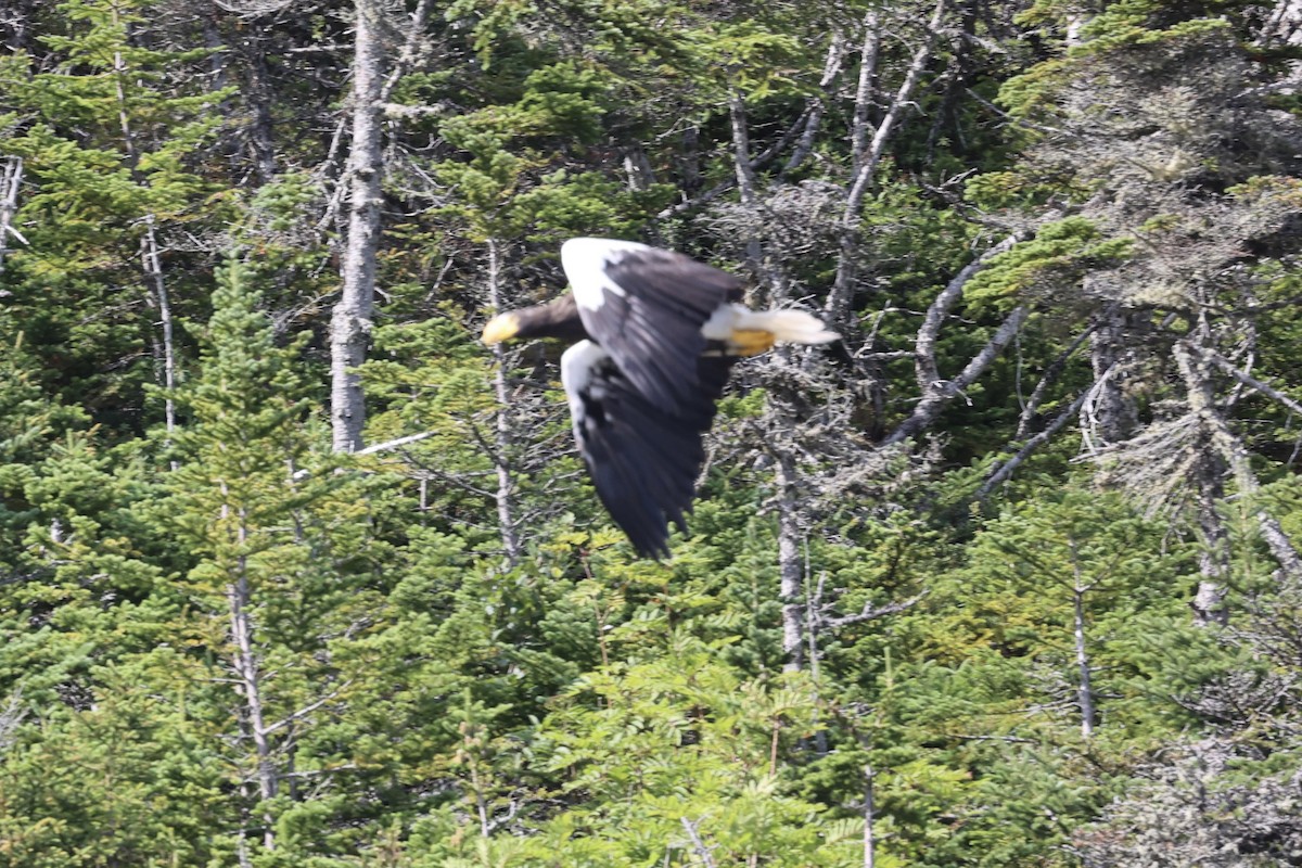 Steller's Sea-Eagle - ML622891190