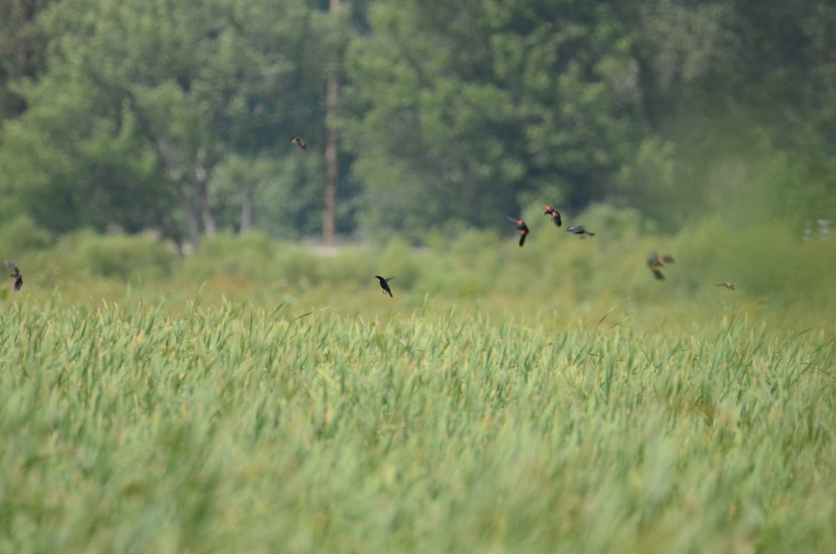 Red-winged Blackbird - ML622891311