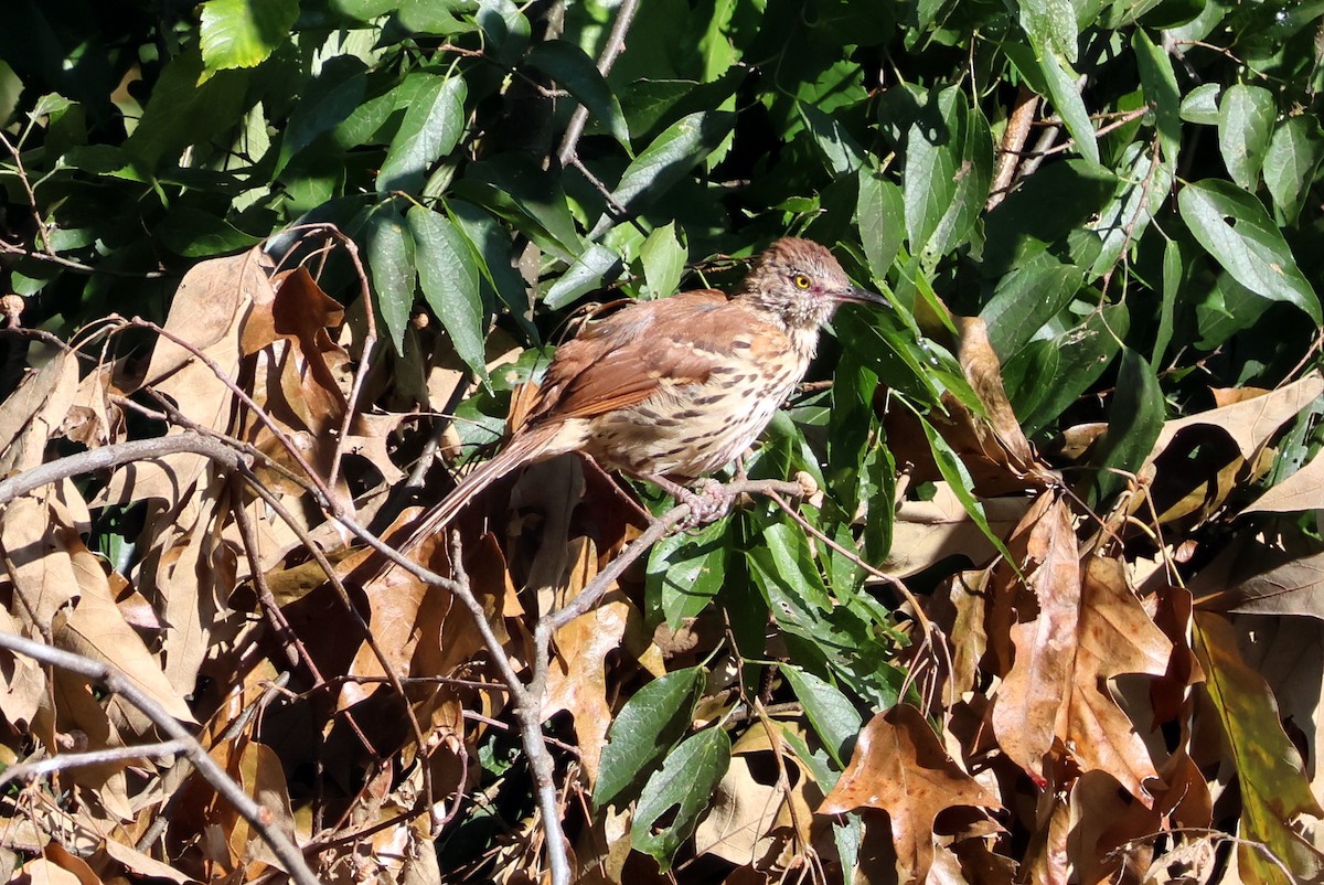 Brown Thrasher - ML622891324
