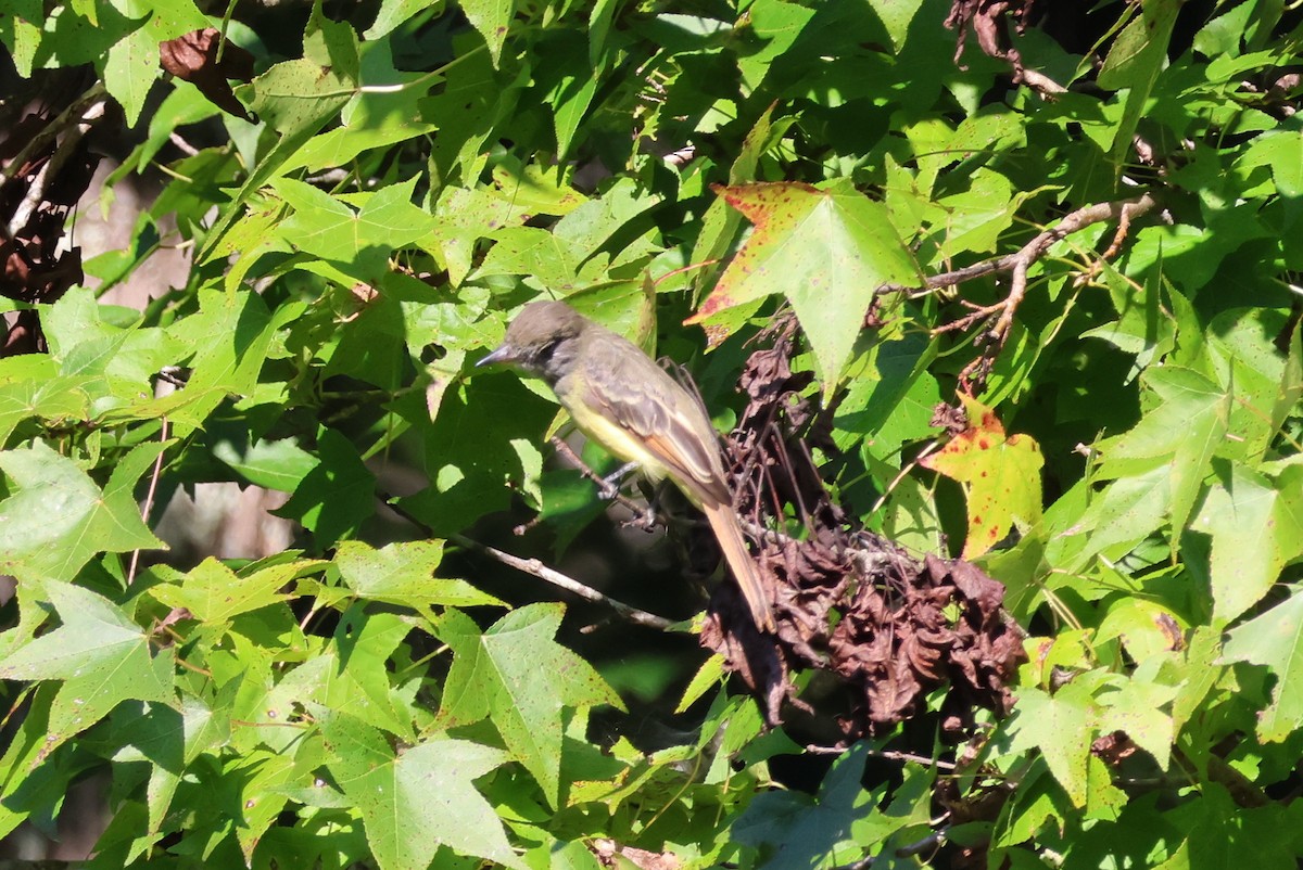 Great Crested Flycatcher - ML622891357