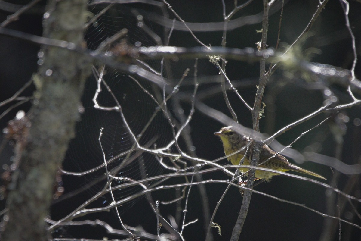 Palm Warbler - Catherine Holland