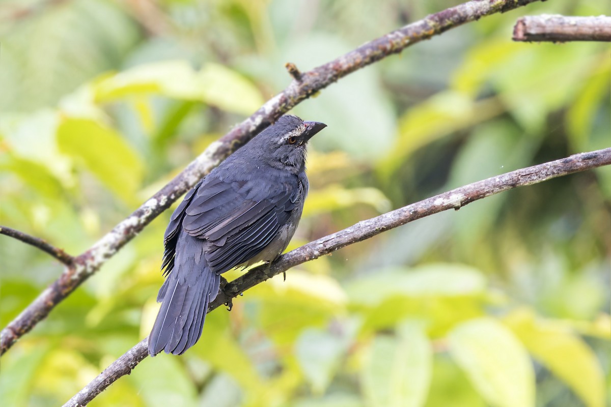 Pepitero Grisáceo del Amazonas - ML622891402