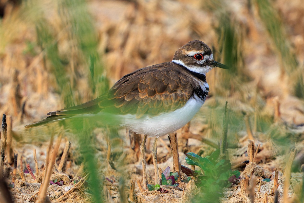 Killdeer - ML622891482