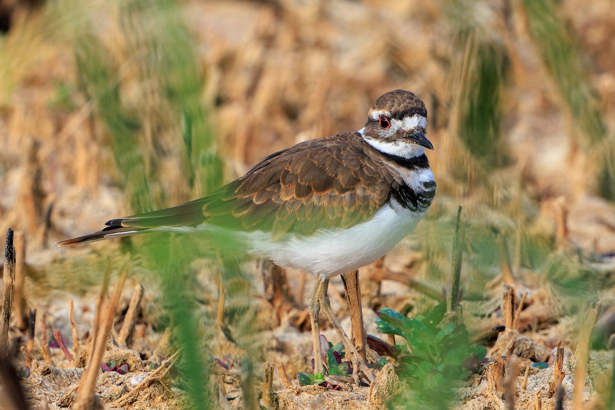 Killdeer - ML622891483