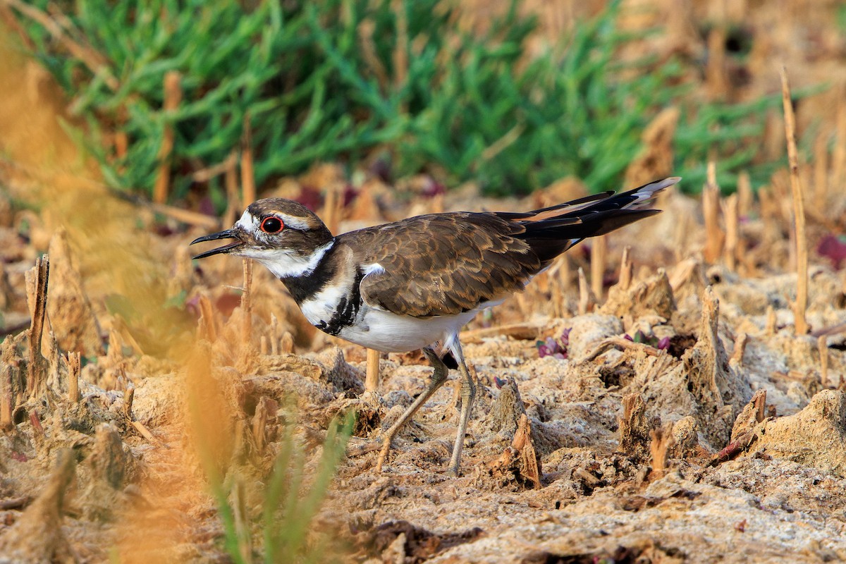 Killdeer - ML622891484