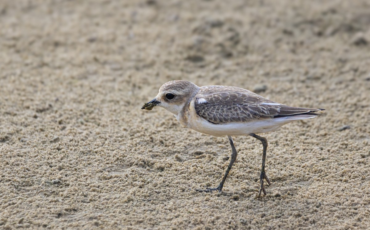 Tibetan Sand-Plover - ML622891486