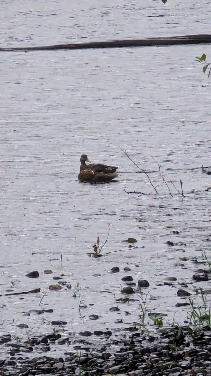 American Wigeon - ML622891534