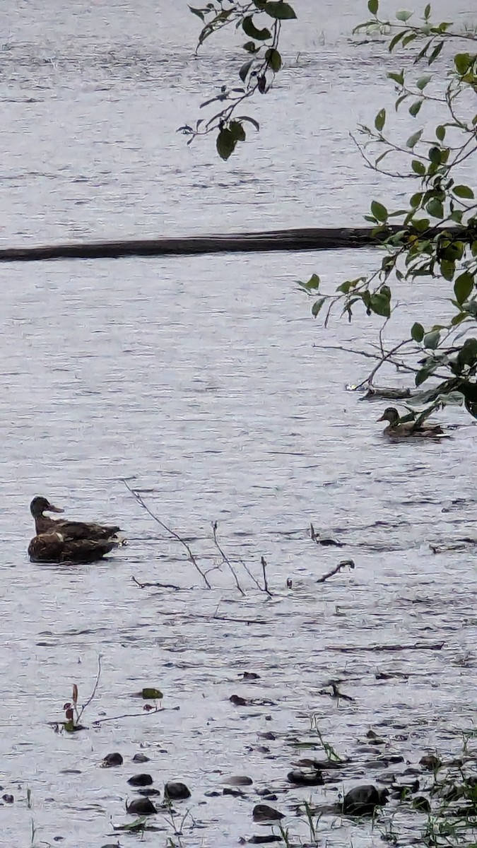 American Wigeon - ML622891535