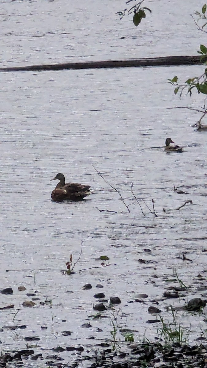 American Wigeon - ML622891536