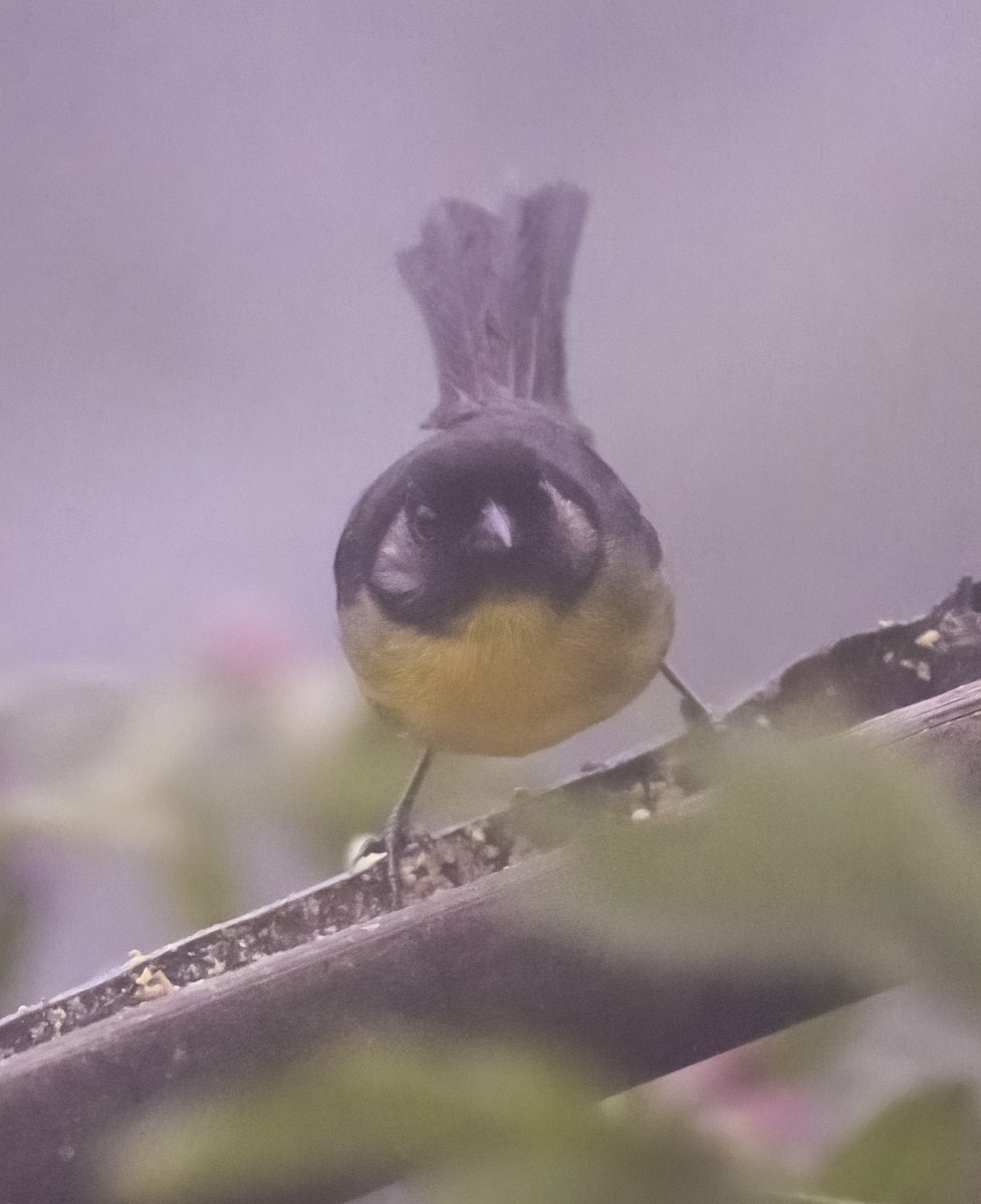 Santa Marta Brushfinch - ML622891556