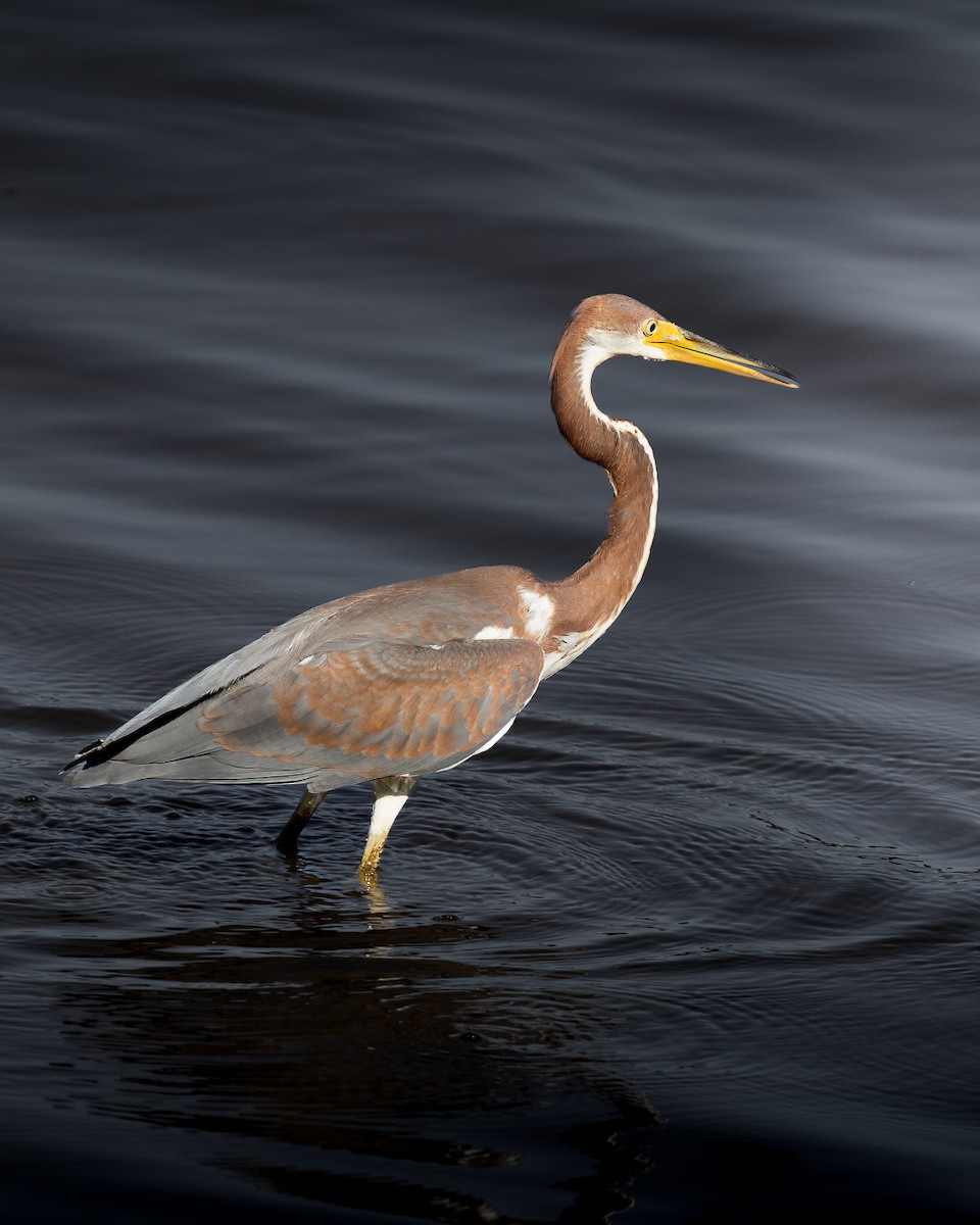 Tricolored Heron - LEN OToole