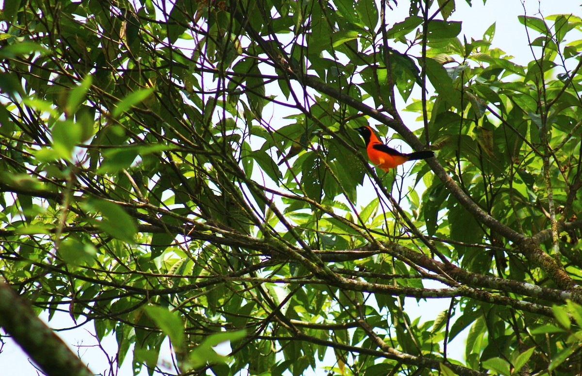 Orange-backed Troupial - ML622891609