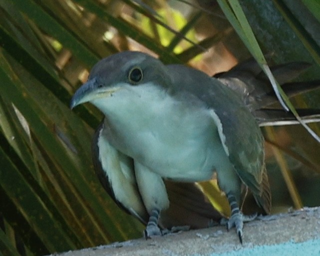 Yellow-billed Cuckoo - ML622891615