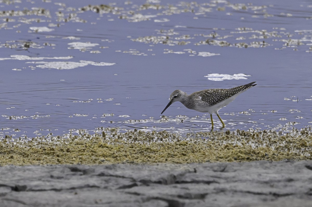 Lesser Yellowlegs - ML622891616