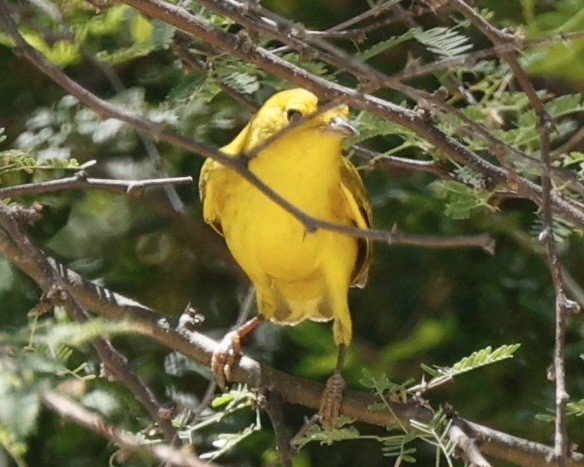 Yellow Warbler - ML622891623