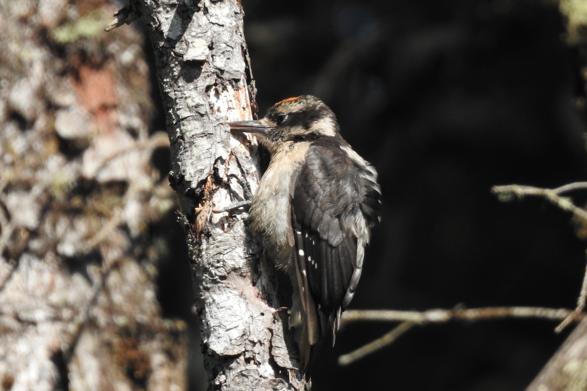 Hairy Woodpecker - ML622891691