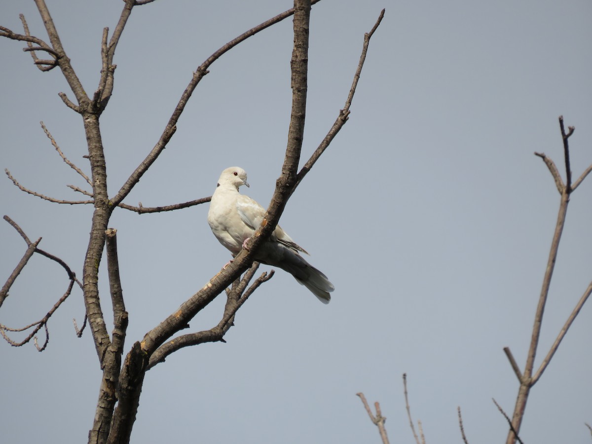 Eurasian Collared-Dove - Leonie  Batkin