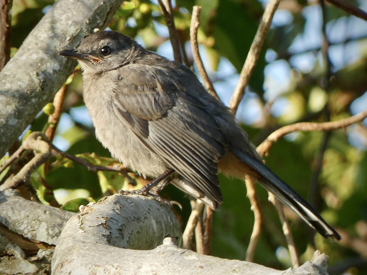 Gray Catbird - ML622891833