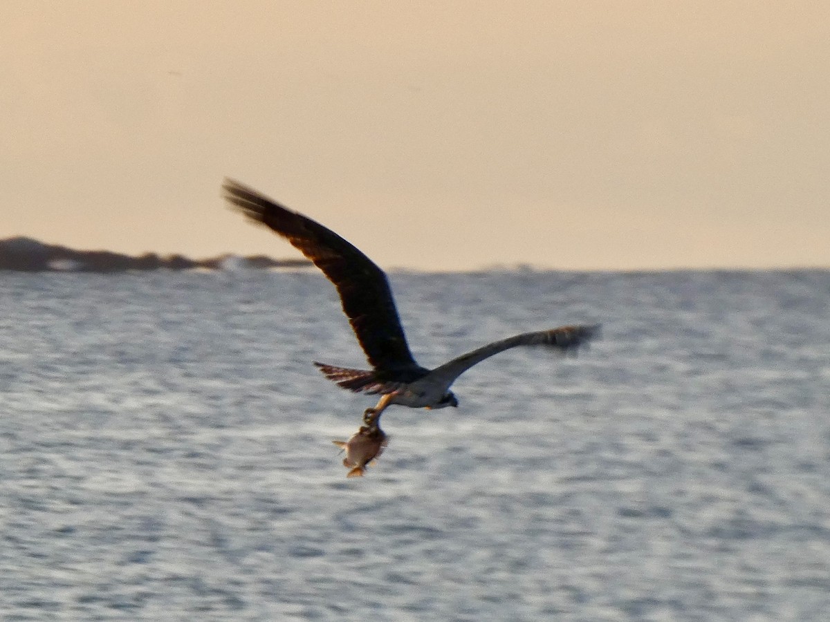 Double-crested Cormorant - ML622891855