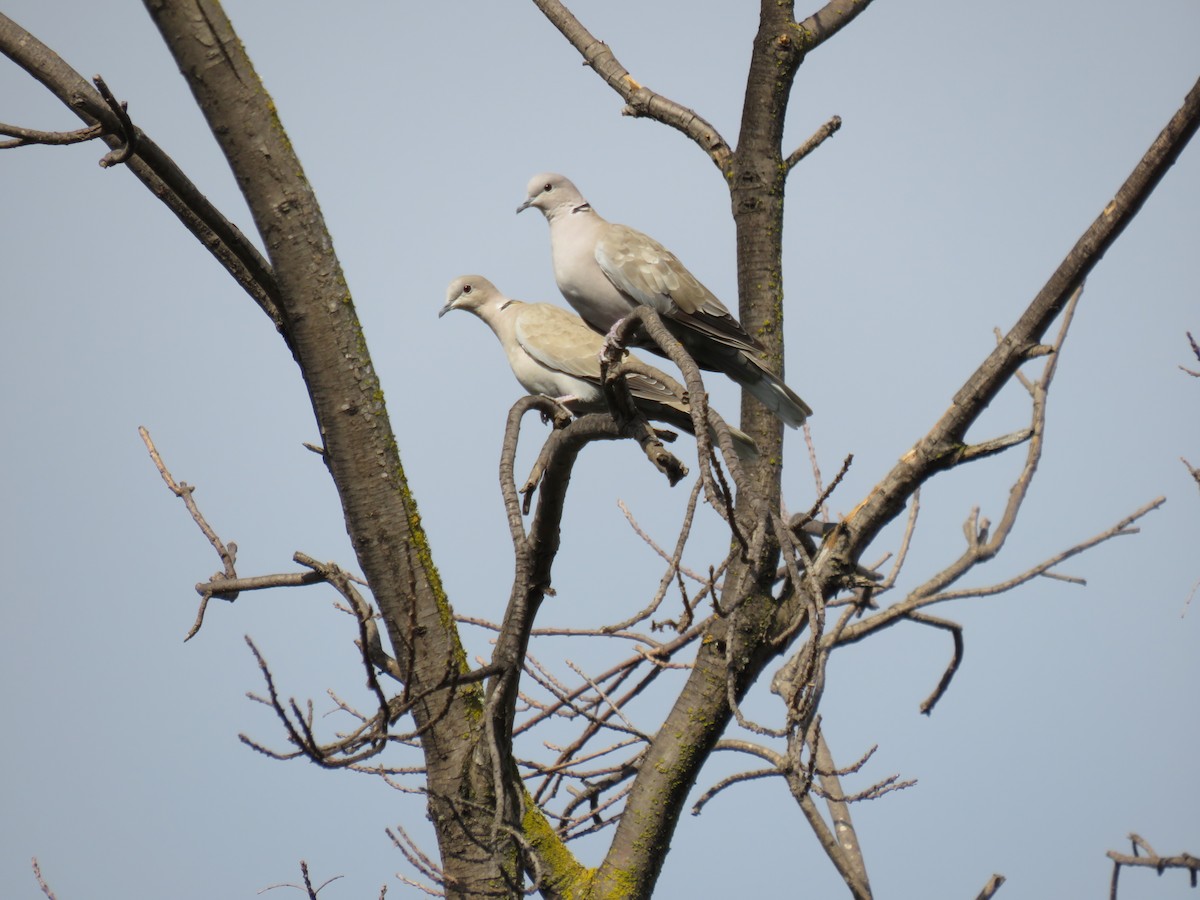 Eurasian Collared-Dove - ML622891881