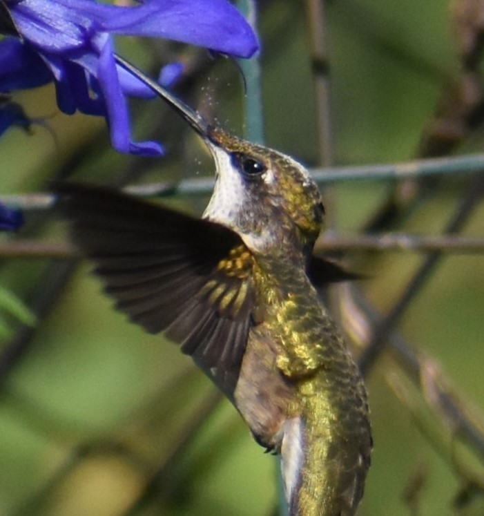 Ruby-throated Hummingbird - ML622891884