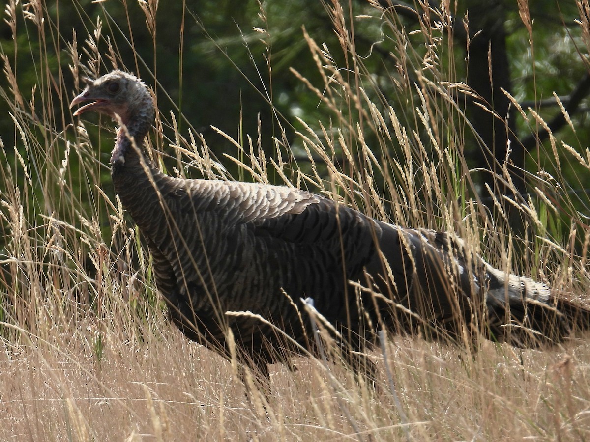 Wild Turkey - Brad Robinson