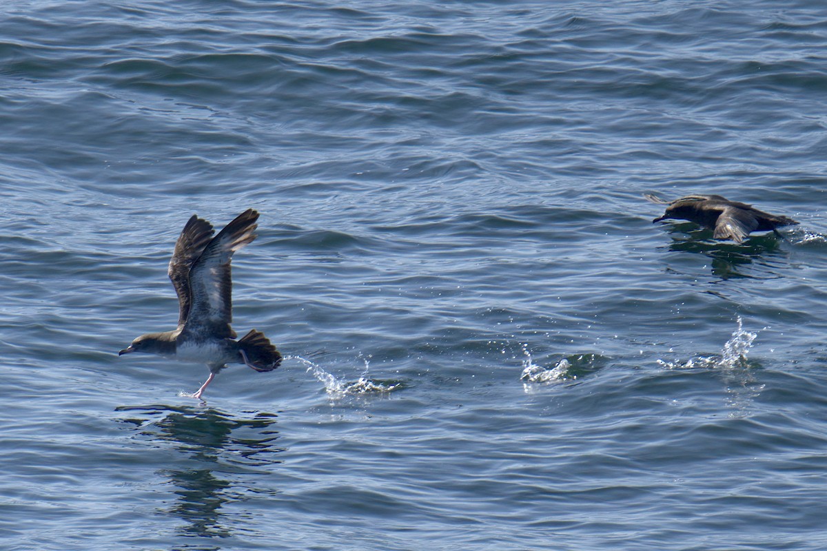 Pink-footed Shearwater - ML622891916