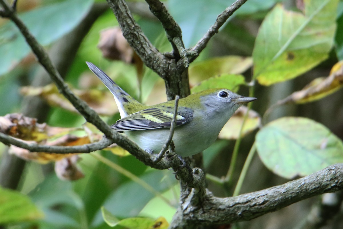 Chestnut-sided Warbler - ML622891923