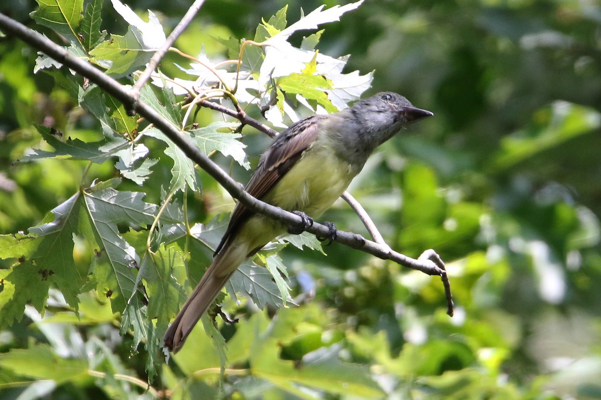 Great Crested Flycatcher - ML622891940