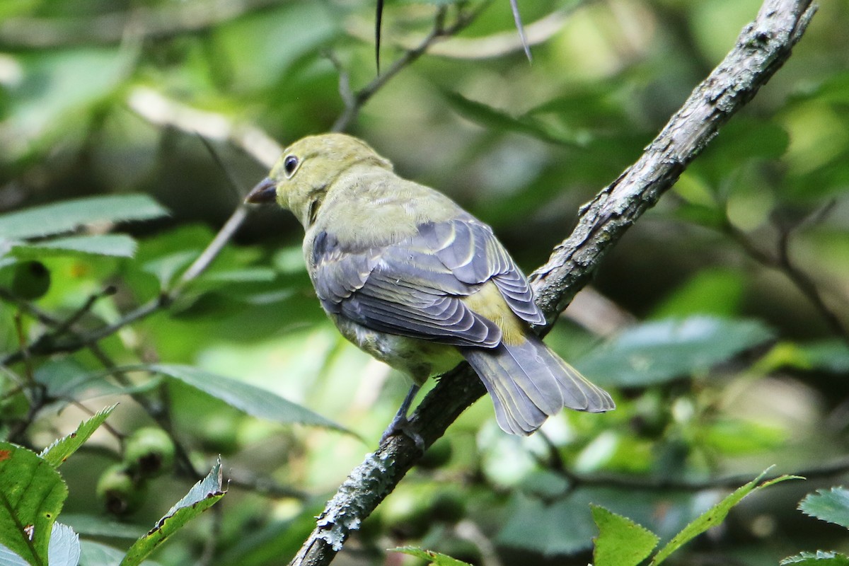 Scarlet Tanager - ML622891975