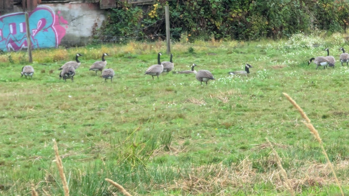 Canada Goose - Anonymous