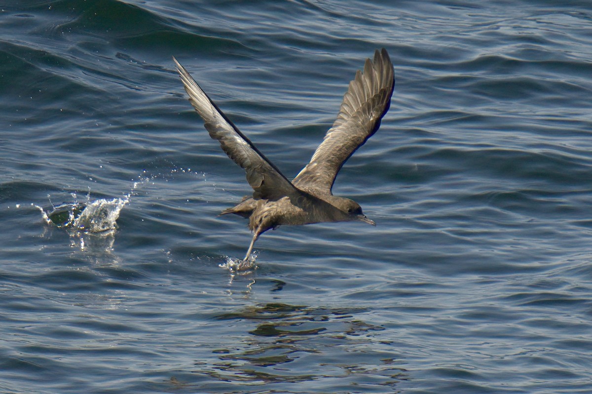 Sooty Shearwater - Mark Wilson