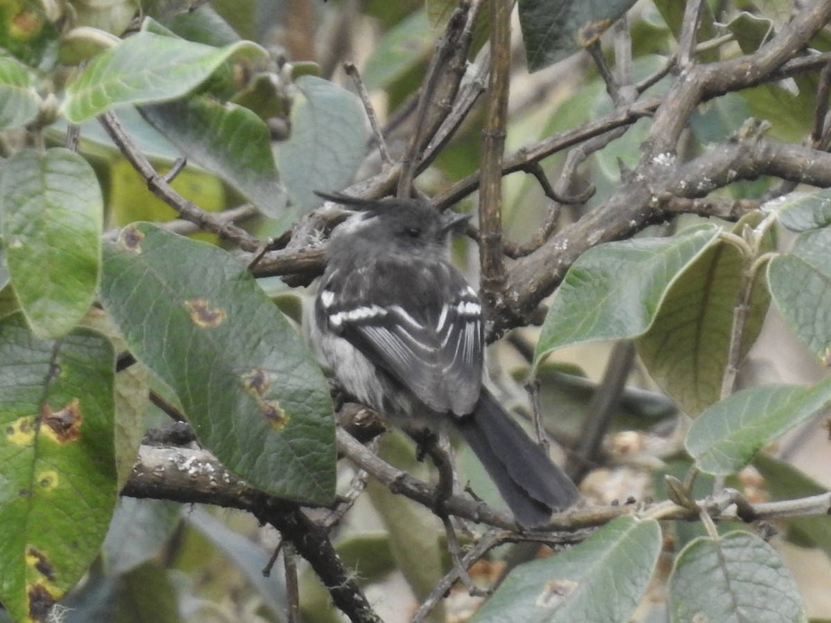 Ash-breasted Tit-Tyrant - ML622892092