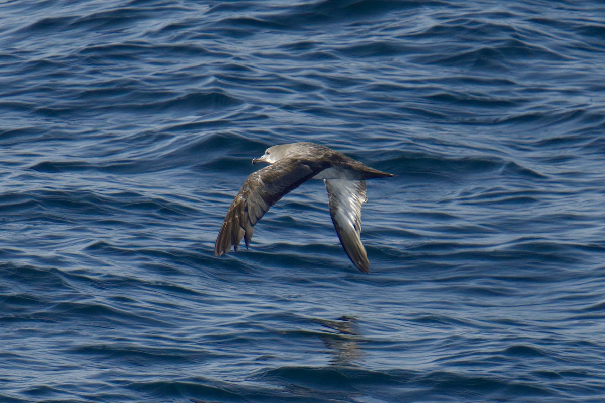 Pink-footed Shearwater - ML622892094