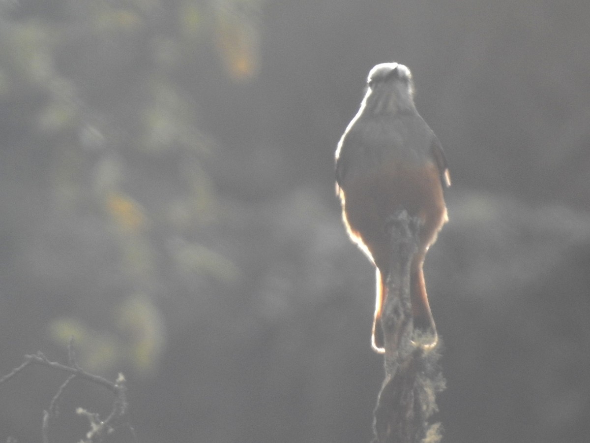 Red-rumped Bush-Tyrant - ML622892100